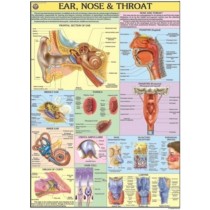 Ear, Nose, Throat chart