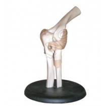 Elbow Joint Model
