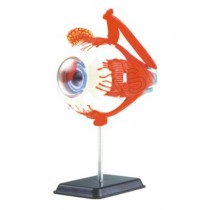Eyeball Anatomy Model