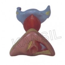 Female Internal & External Genital Organs model