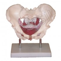 Female pelvic muscles and organs Model