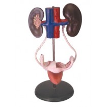 Female Urogenital System Model