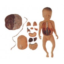Fetus with Viscera and Placenta Model
