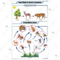 Food Chain in Forest Ecosystem Chart