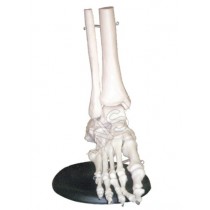 Foot Joints Model