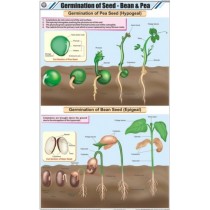 Germination of Seed: Bean & Pea Chart