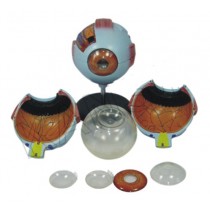 Giant Eye Model