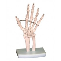 Hand Joint Model