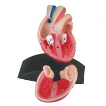 Heart Model