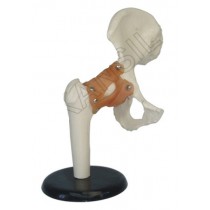 Hip Joint Model