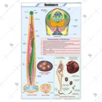 Hookworm Chart