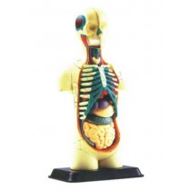 Human Body Anatomy Model