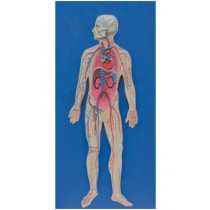 Human Circulatory System model
