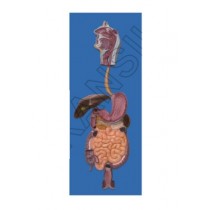 Human Digestive System Model
