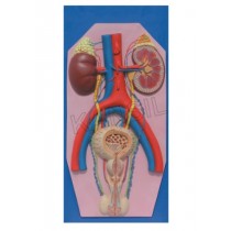 Human Excretory System Model