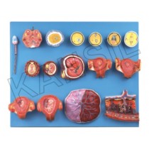Human Fertilization And Early Embryogeny Model
