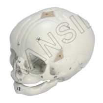 Human Fetal Skull Model