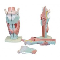 Human Larynx Model Magnified Model