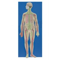 Human Nervous System Model
