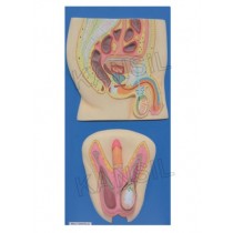 Human Reproductive System Male Model