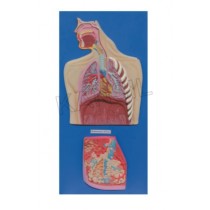 Human Respiratory System Model