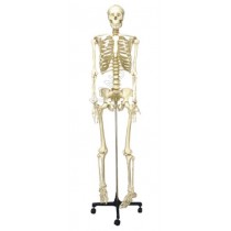 Human Skeleton Model