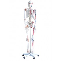Human Skeleton With Muscles & Ligaments Model