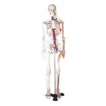 Human Skelton Model