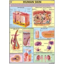 Human Skin Chart
