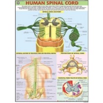 Human Spinal Cord Chart