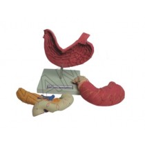 Human Stomach, Pancreas & Duodenum Model