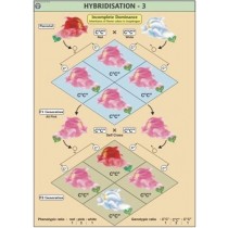 Hybridisation -3 (Incomplete Dominance) Chart