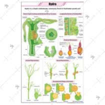 Hydra Chart