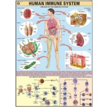 Immune System Chart