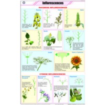 Inflorescences