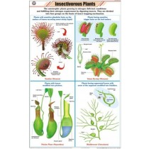 Insectivorous Plants