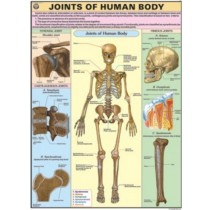 Joints of the Body Chart