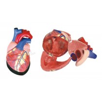 Jumbo Heart Model