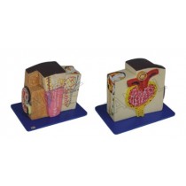 Kidney Microstructure Model