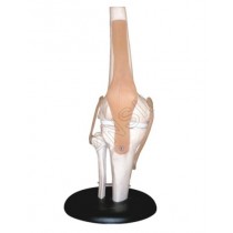 Knee Joint Model