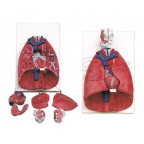 Larynx, Heart and Lungs Model