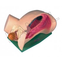 Leopold Maneuvers Simulator Model