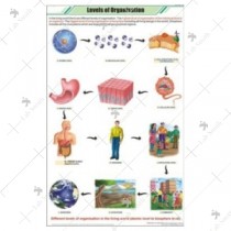 Levels of Organization Chart