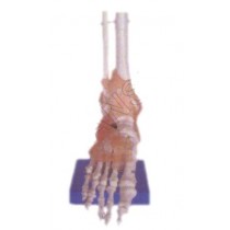 Life-Size Foot Joint with Ligaments Model