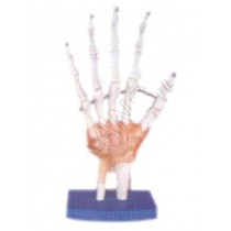 Life-Size Hand Joint with Ligaments Model