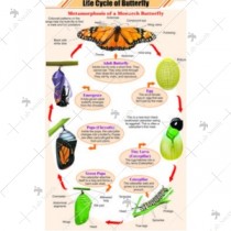 Life Cycle of Butterfly