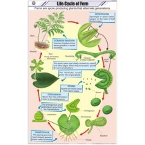 Life Cycle of Fern