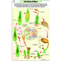 Life Cycle of Moss