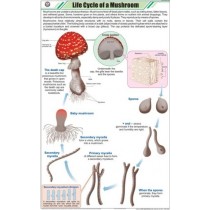 Life Cycle of Mushroom