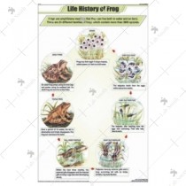 Life History of Frog chart